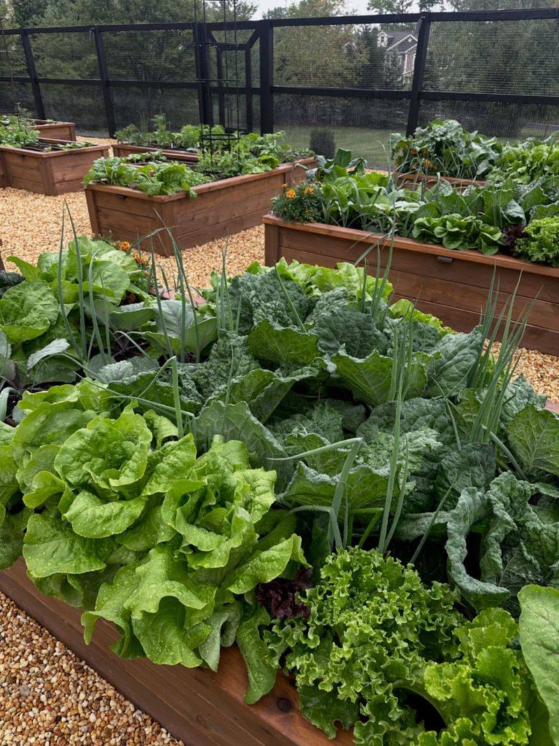Leafy Greens Like Lettuce And Spinach