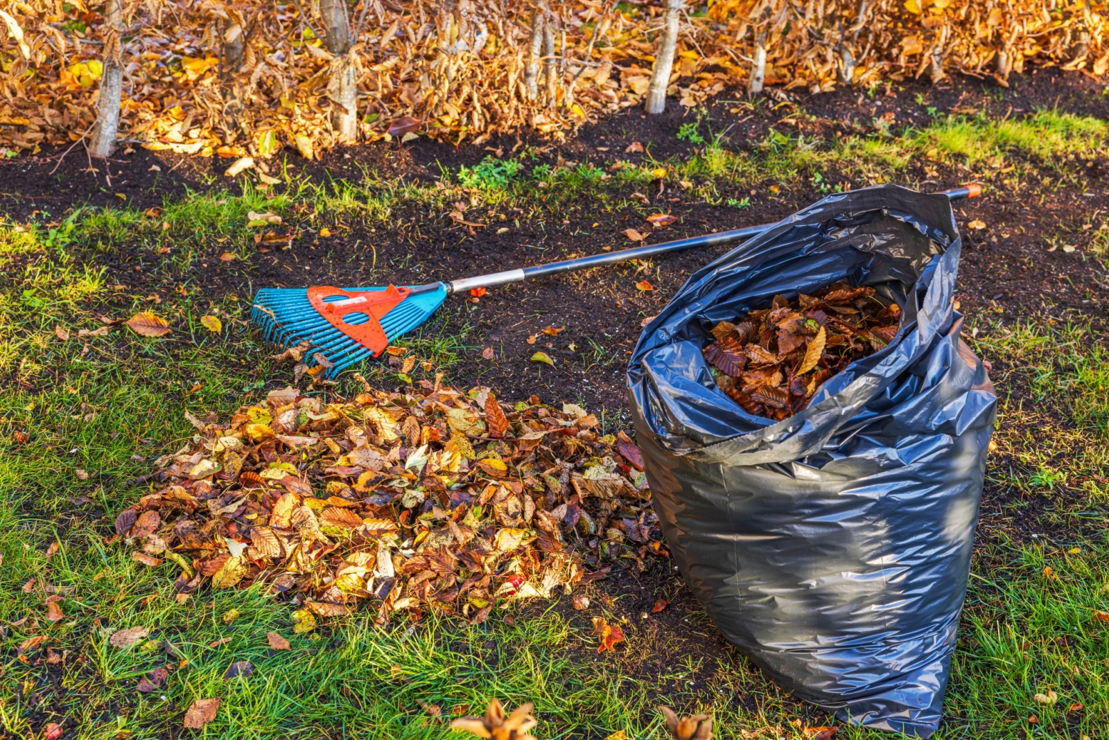 raked leaves bagged up