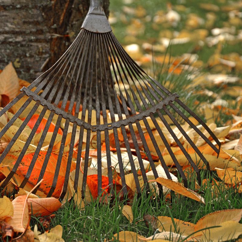 Waiting Too Long To Rake Leaves