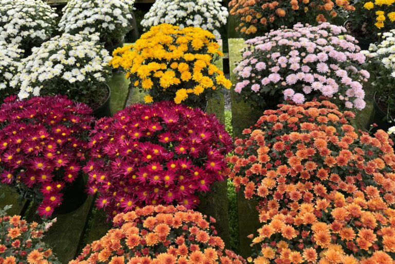 Chrysanthemums in a plant nursery
