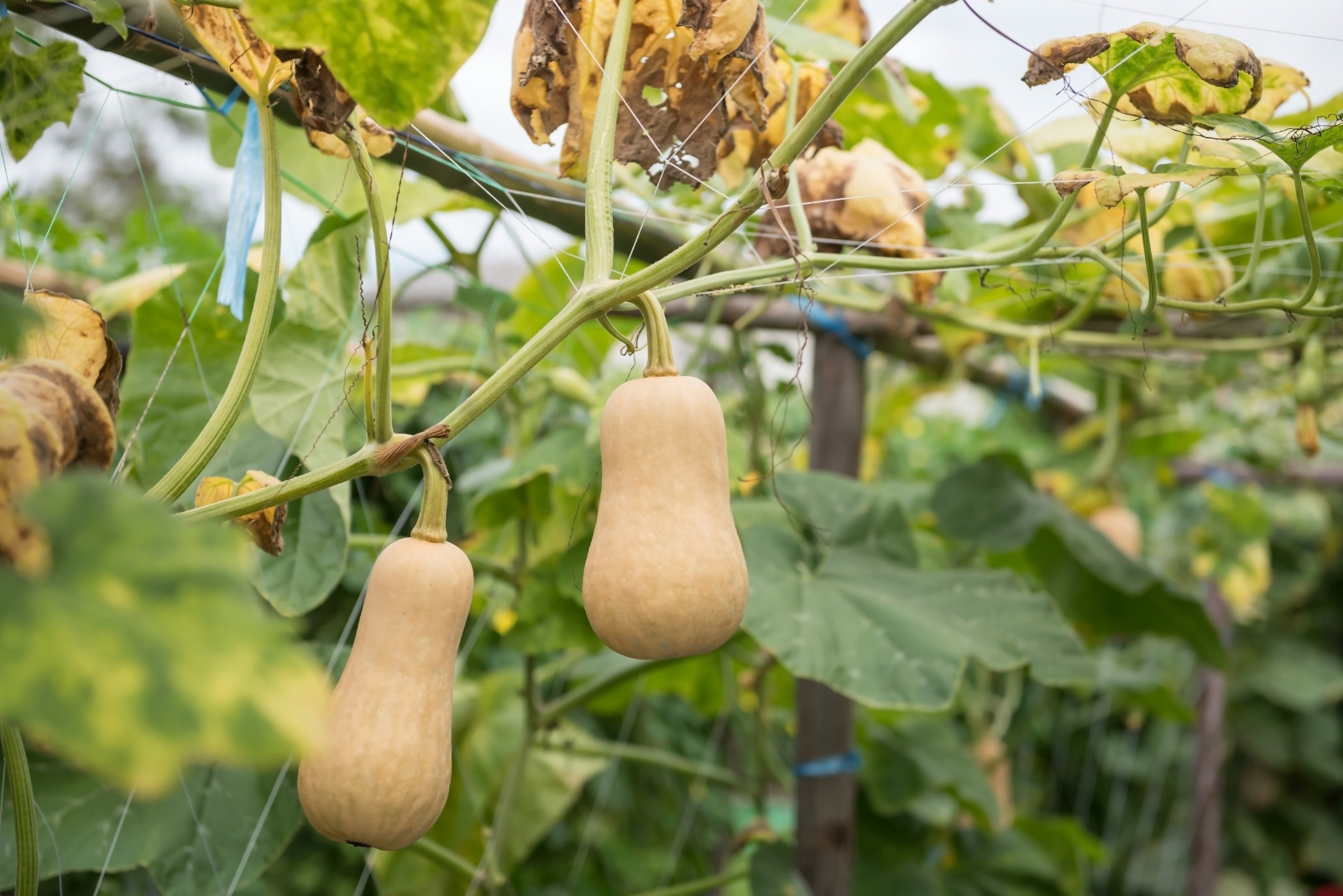 Squash (featured image)