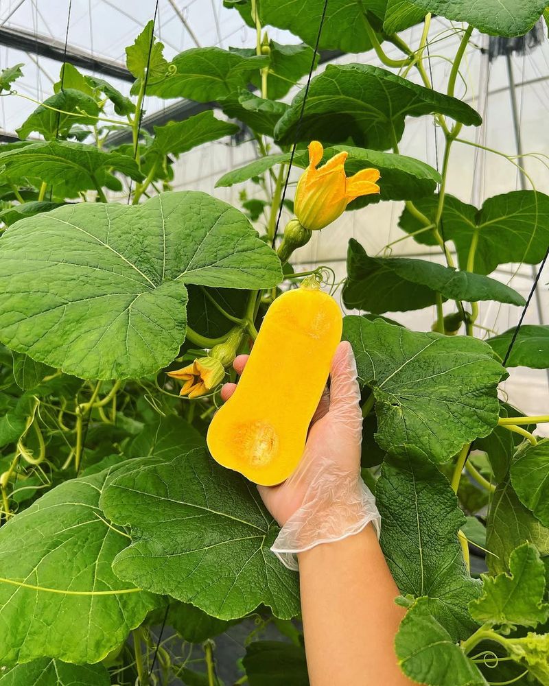 Butternut Squash