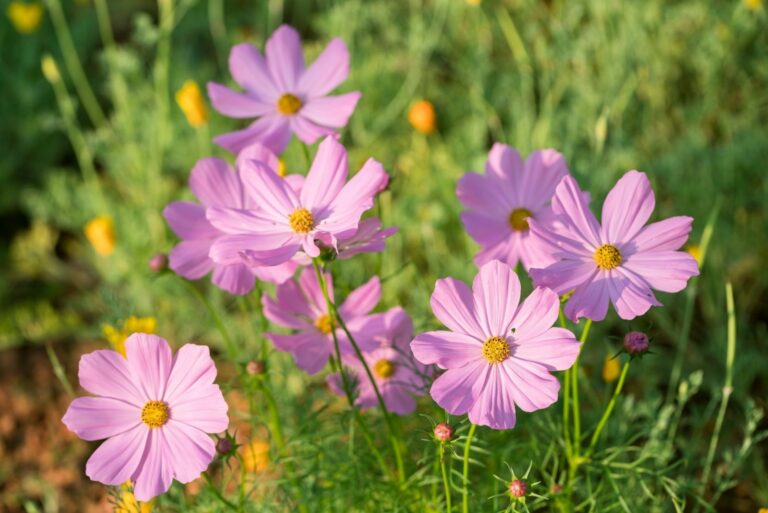 coreopsis cosmos