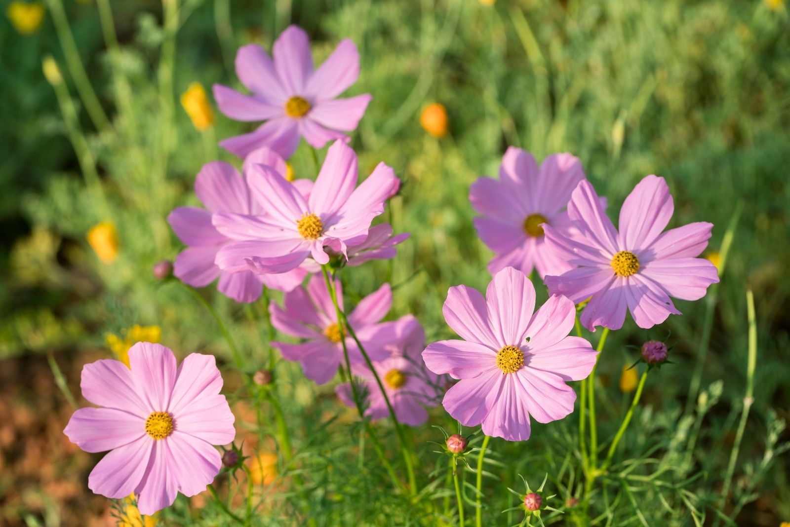 9 Flower Combinations That Will Cross-Pollinate In Ohio Yards