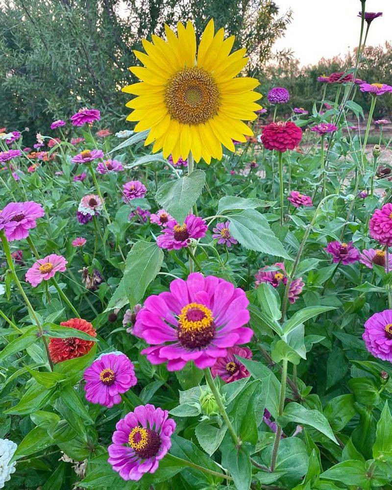Sunflowers And Zinnias For Pollinator Attraction