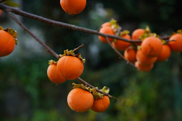 Persimmon Fruits Hanging on a Branch