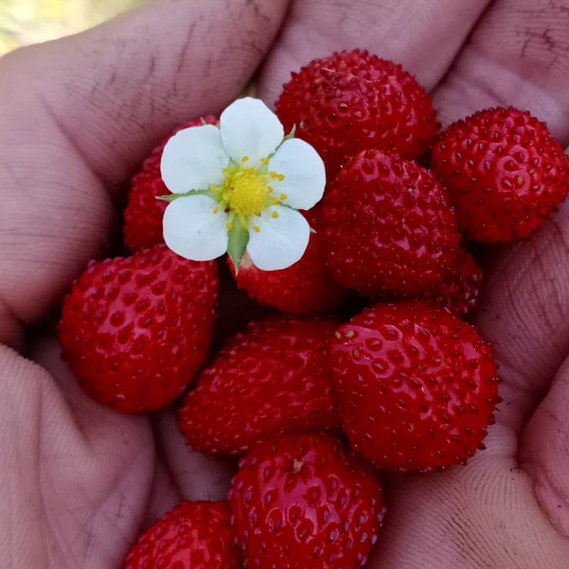 Alpine Strawberries