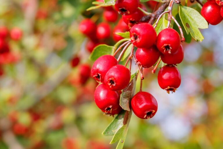 mayhaw fruit
