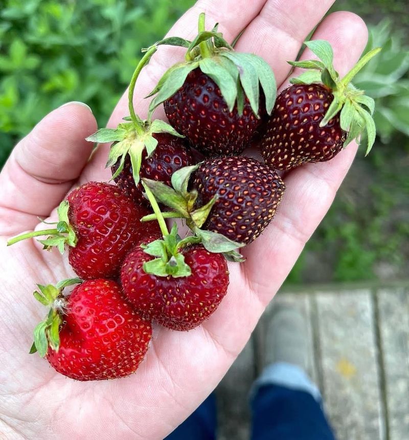 Strawberries