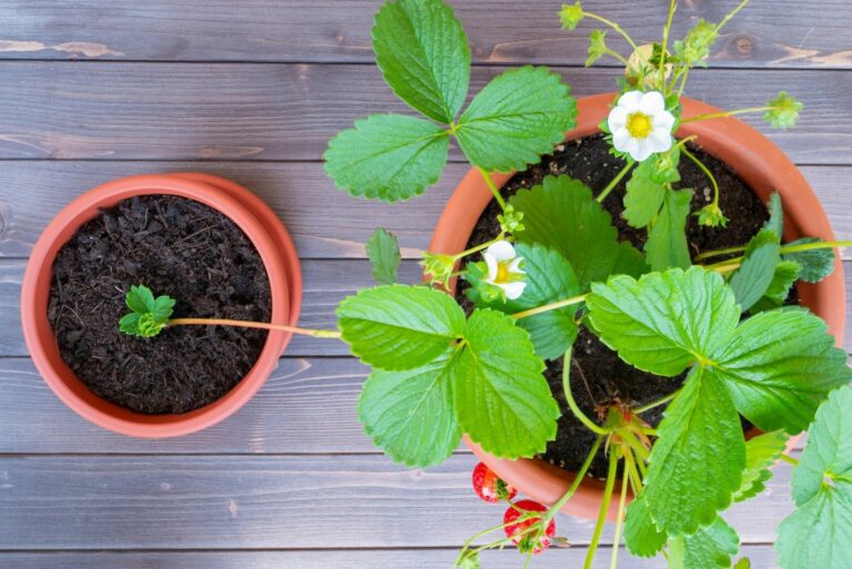 strawberry plant in garden pot