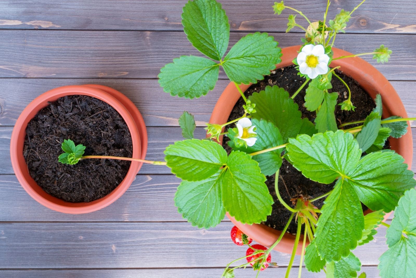 9 Fruits You Can Plant From Seed In Minnesota This October