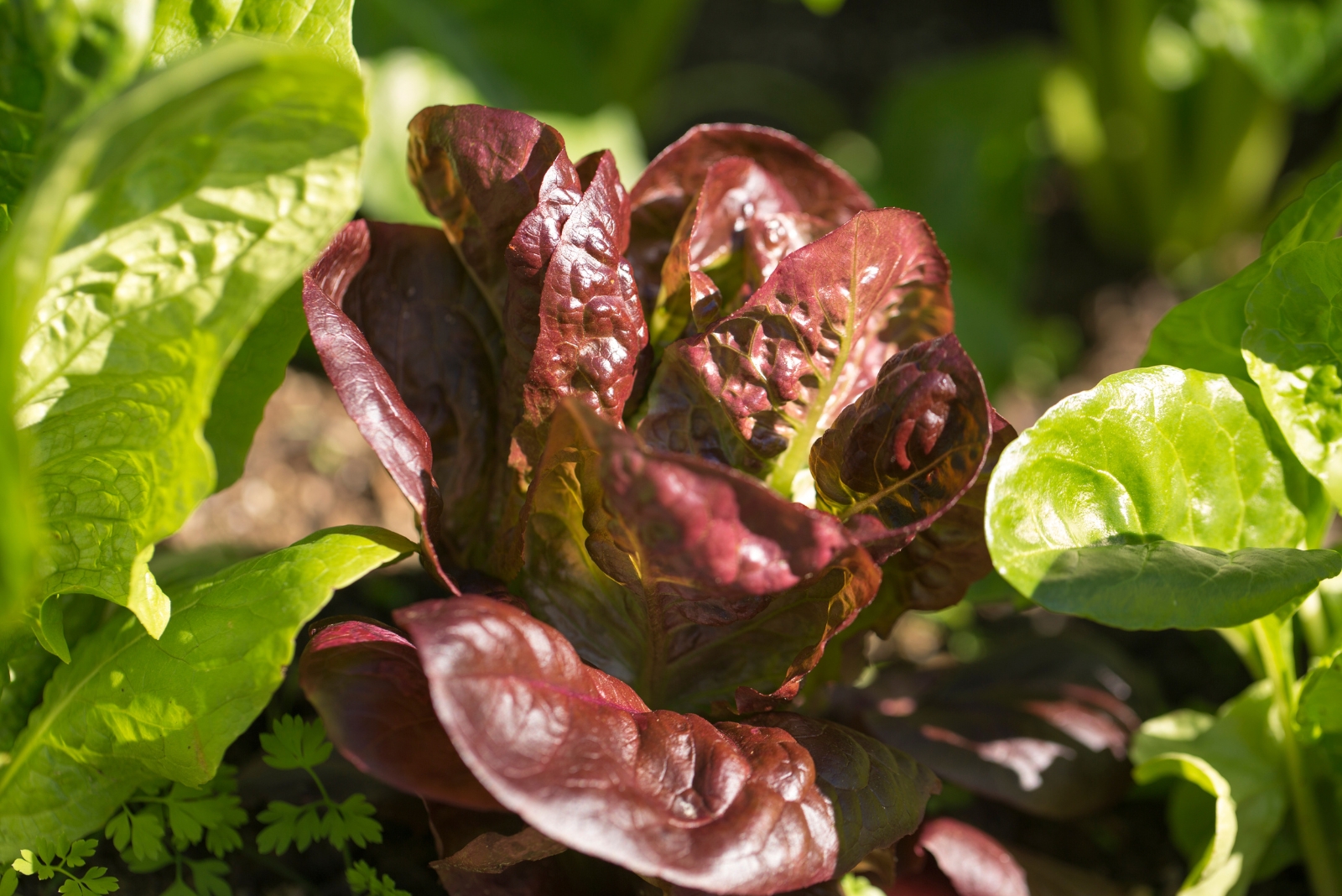 9 Hardy Salad Greens For Winter Harvests In North Carolina