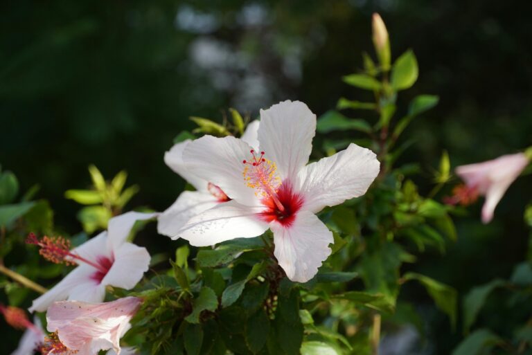 hibiscus flowers