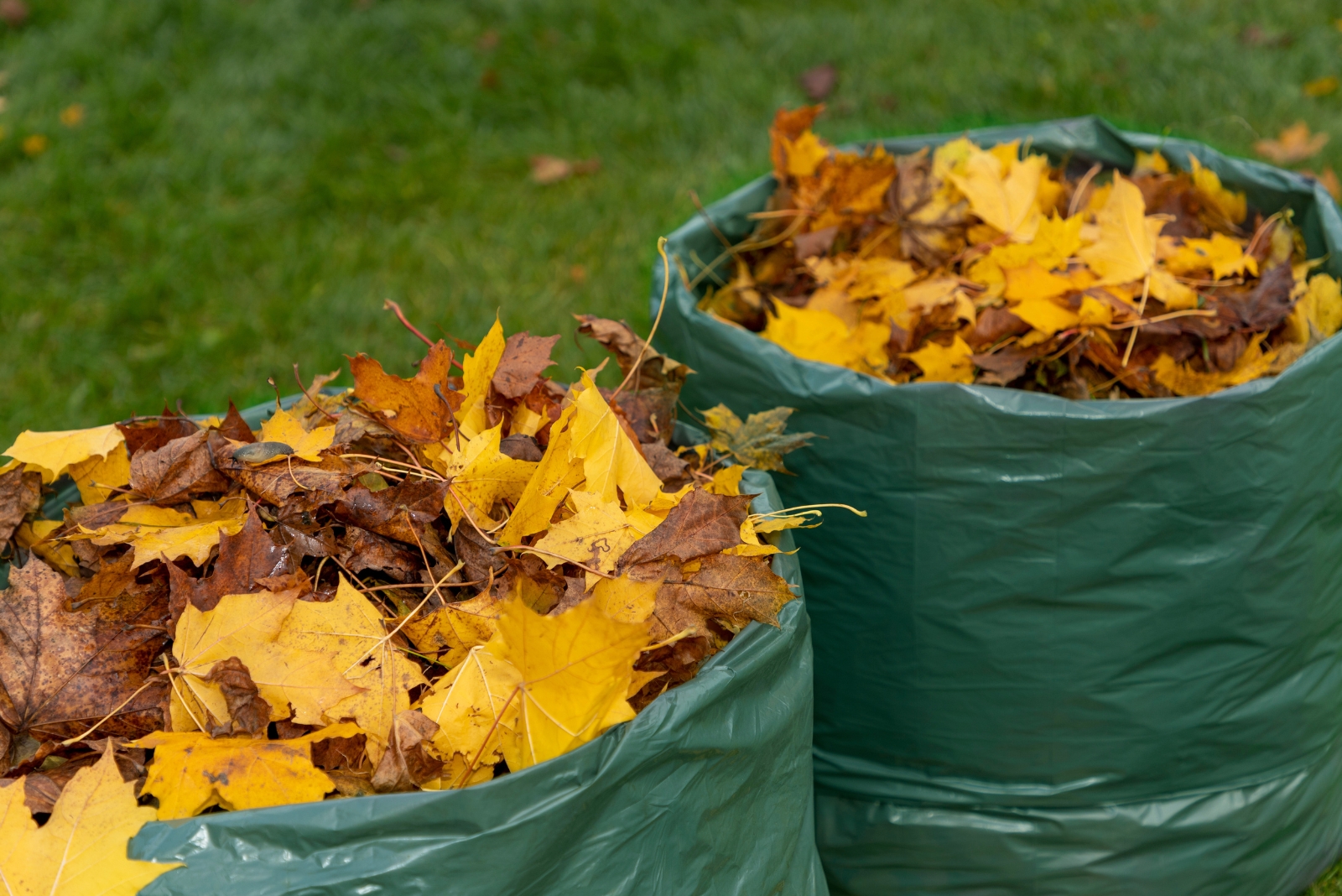 fall leaves (featured image)