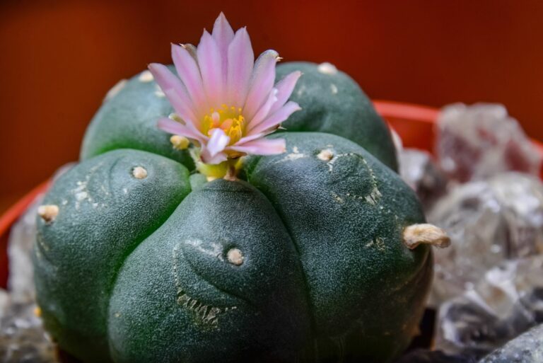 Peyote cactus