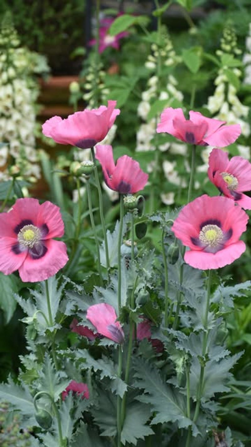 Poppies That Pack a Punch