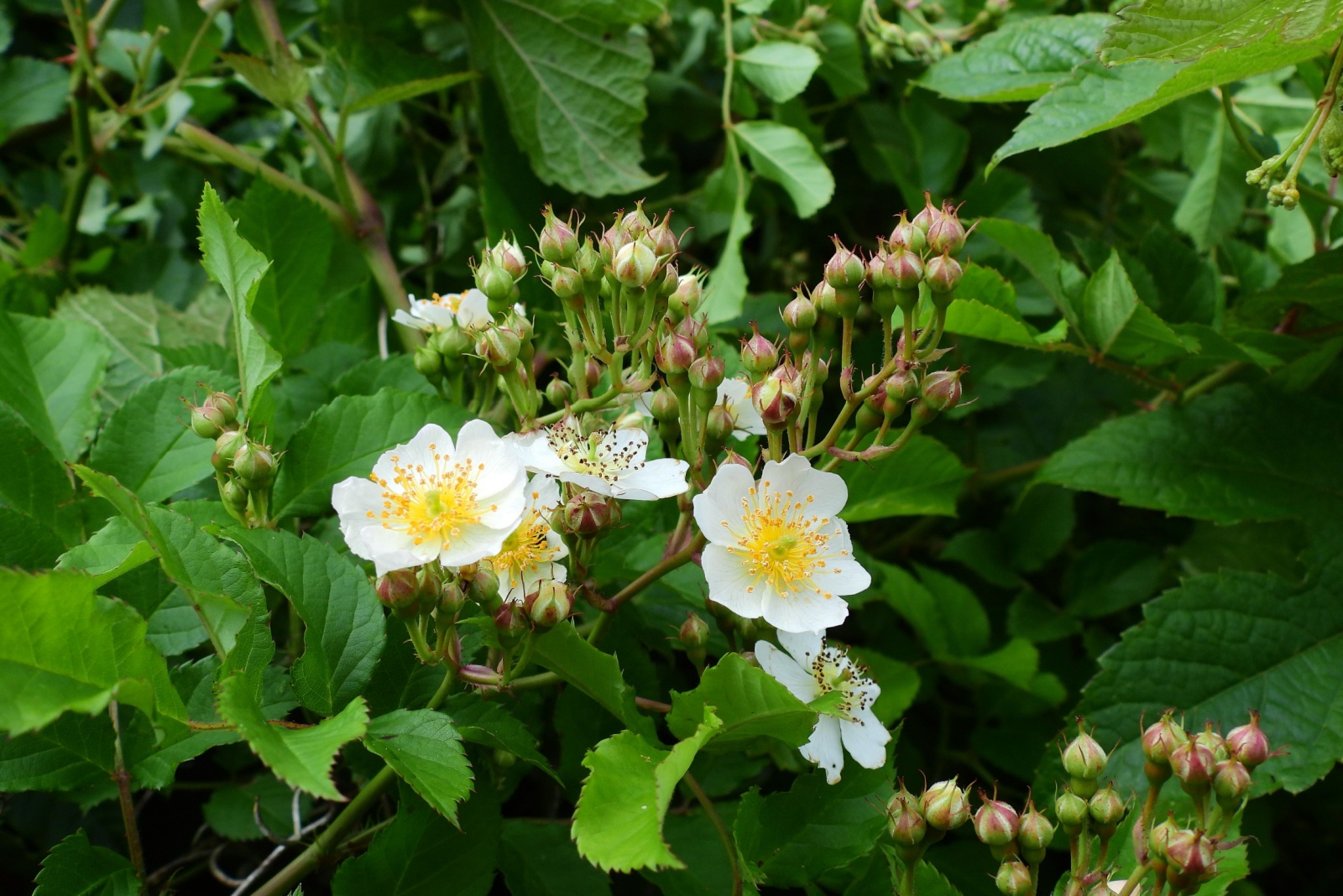 9 Illegal Backyard Crops Maine Residents Probably Don’t Know About