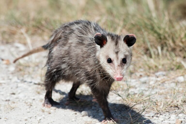 possum