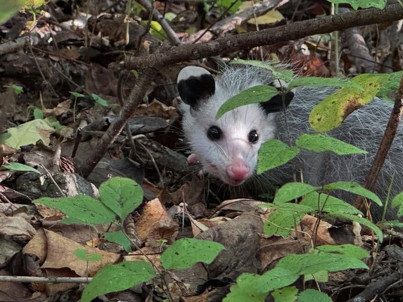 Possums Are Protected Wildlife In New Jersey