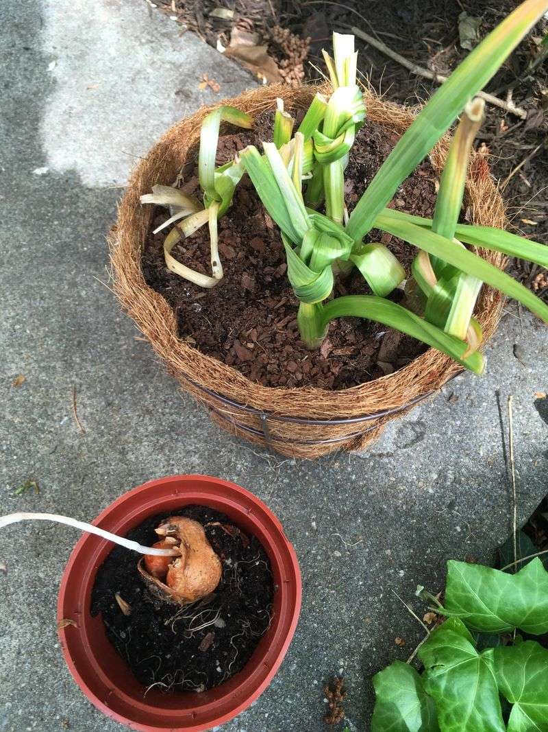 Plant Spring-Blooming Bulbs