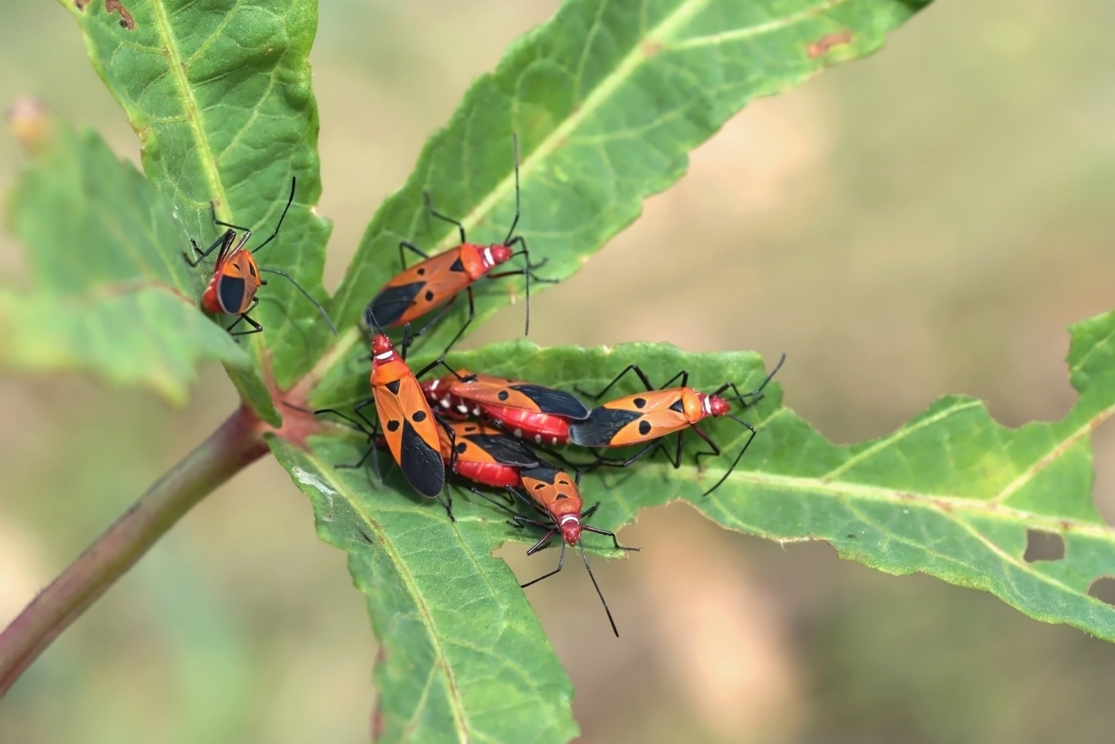 pests on plant