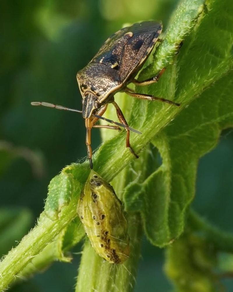 Encourage Beneficial Insects To Your Garden