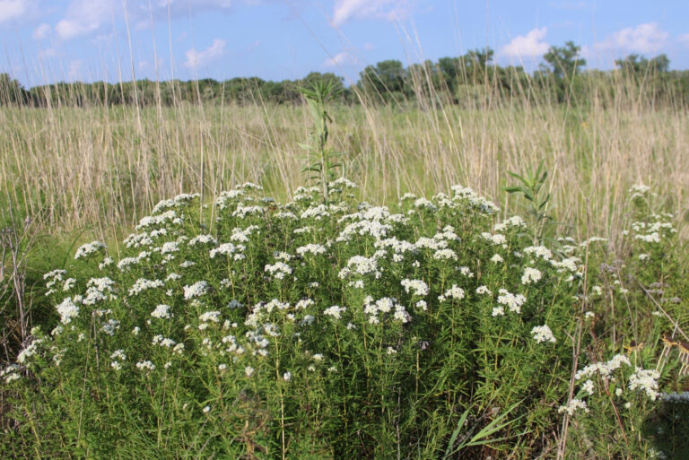 Wildflowers (featured image)