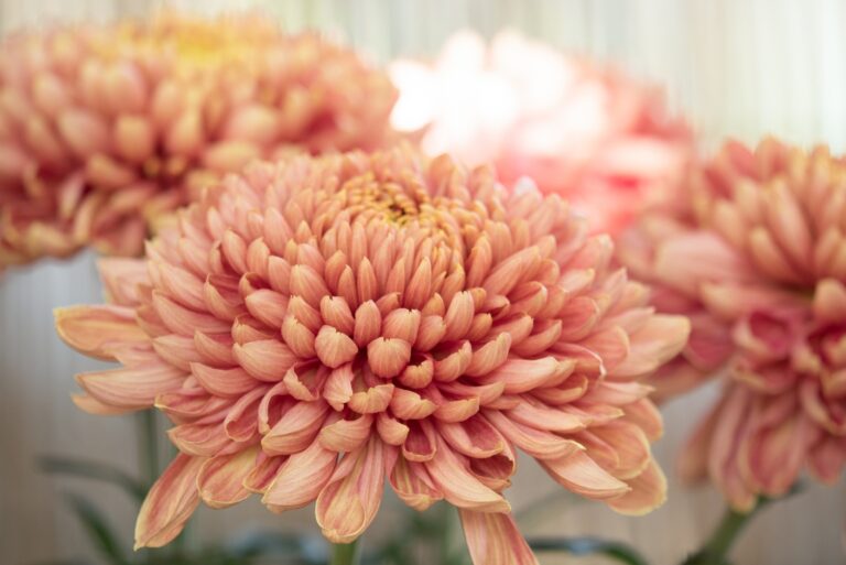 chrysanthemum