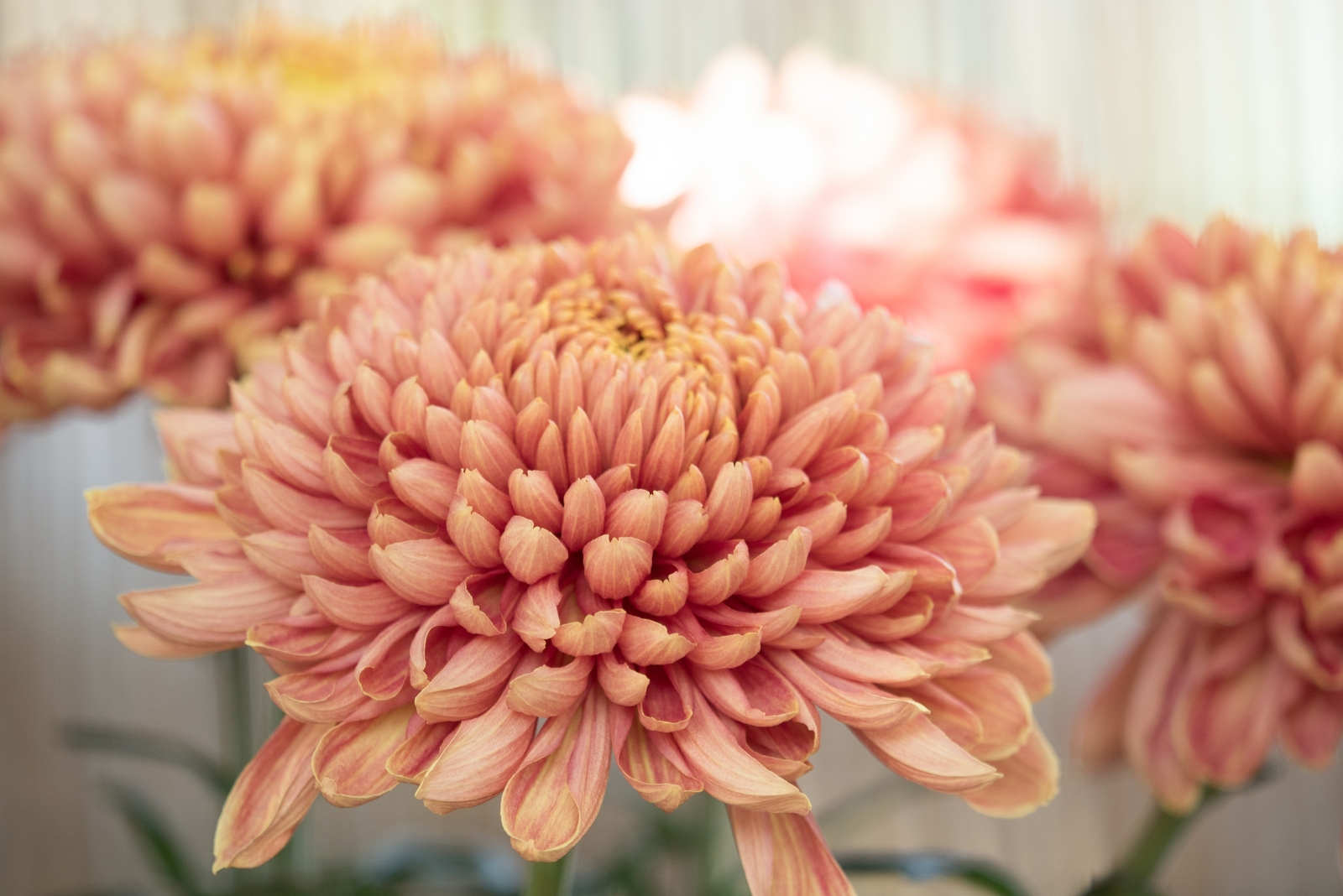 9 Mistakes To Avoid When Buying Fall Mums In California