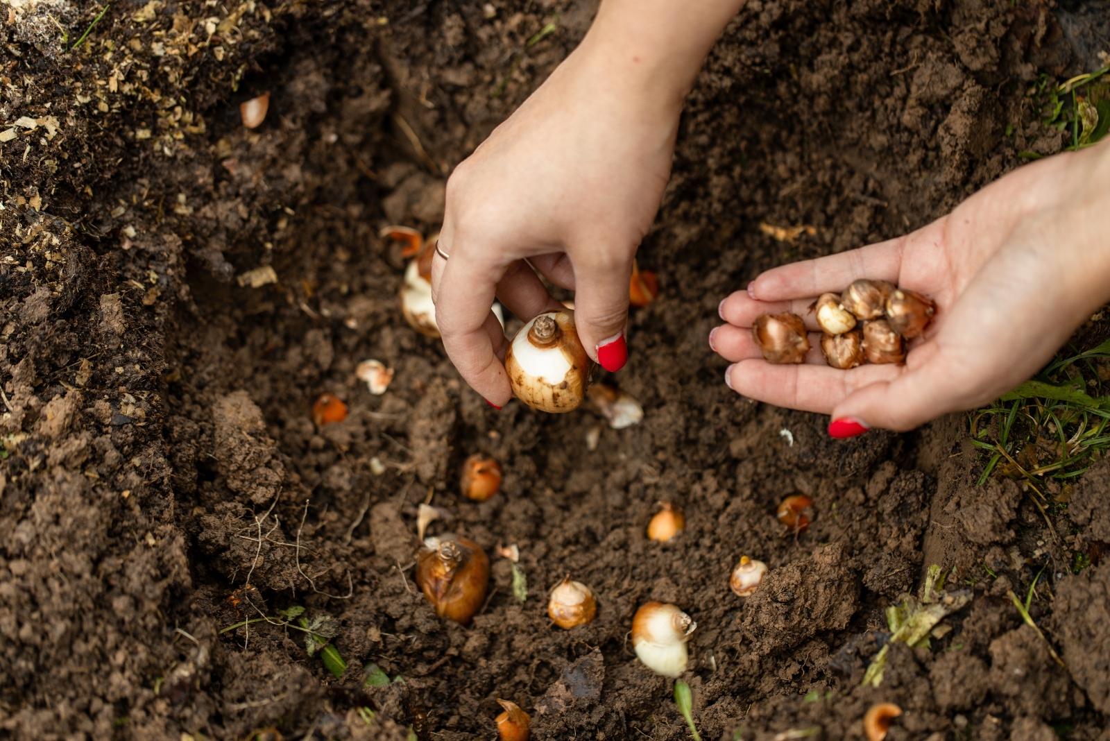 9 Mistakes To Avoid When Planting Spring-Blooming Bulbs This Fall In New York