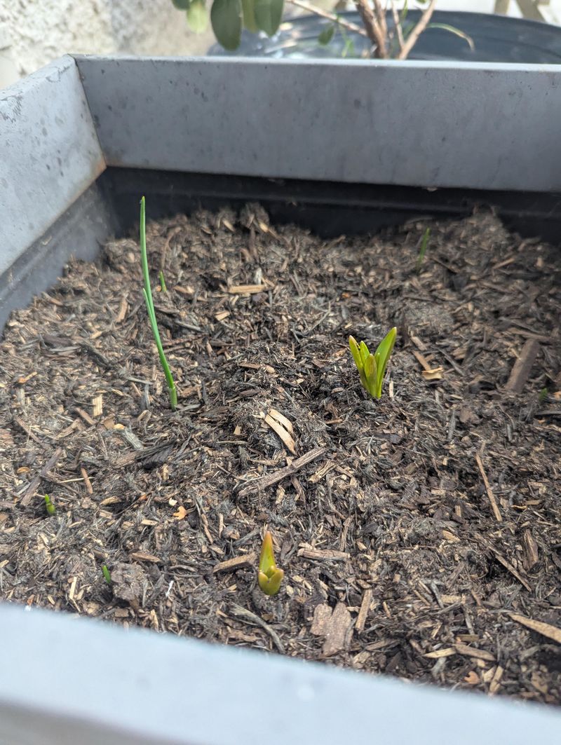 Planting Bulbs Too Early in the Season