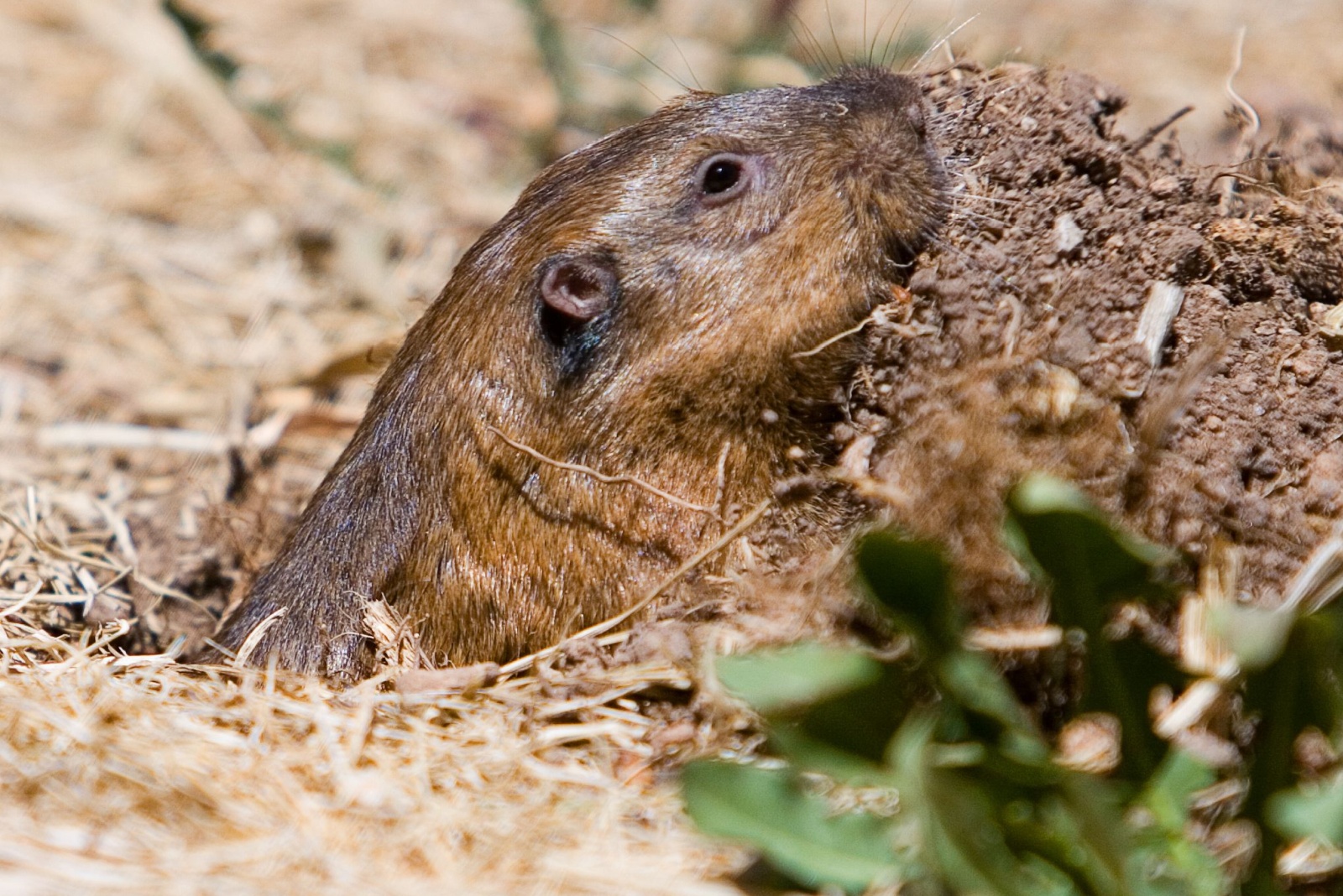 9 Natural Methods That Stop Gophers From Ruining Iowa Yards