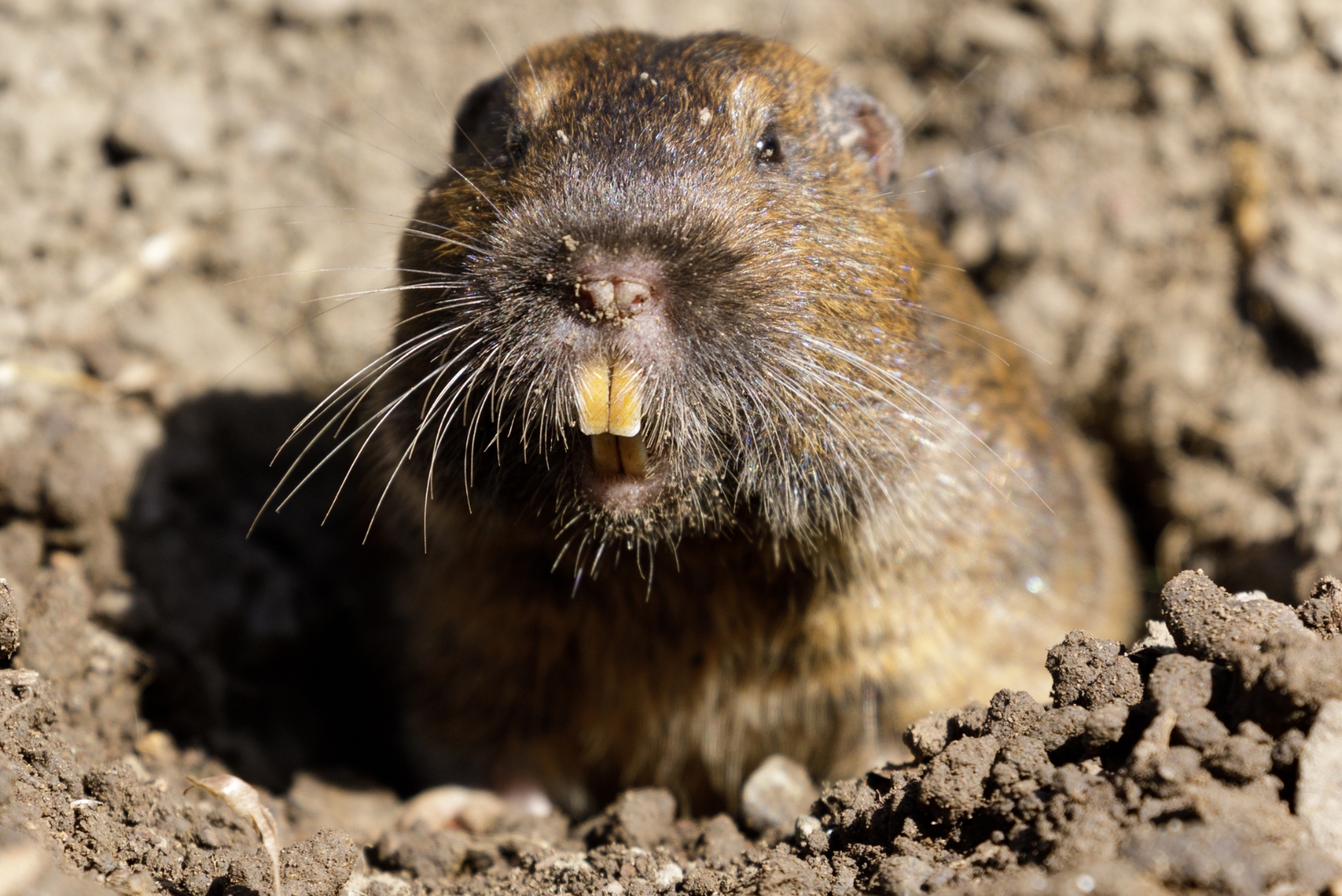 9 Natural Methods To Keep Gophers Out Of Texas Yards