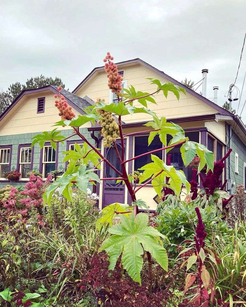 Plant Castor Bean Borders Around Your Property