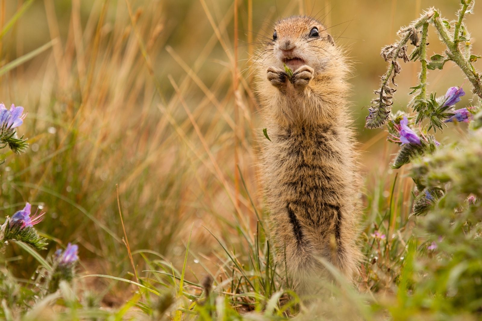 9 Natural Ways Illinois Gardeners Stop Gophers Without Harsh Chemicals