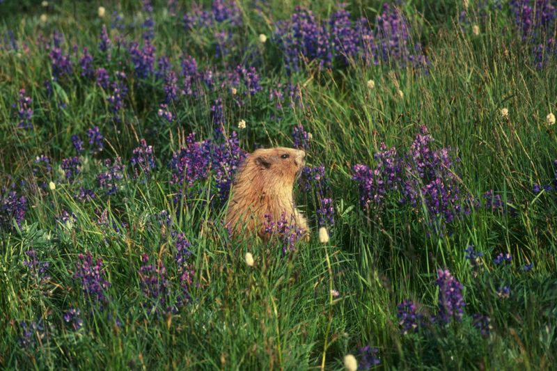 Plant Gopher-Repellent Bulbs And Flowers