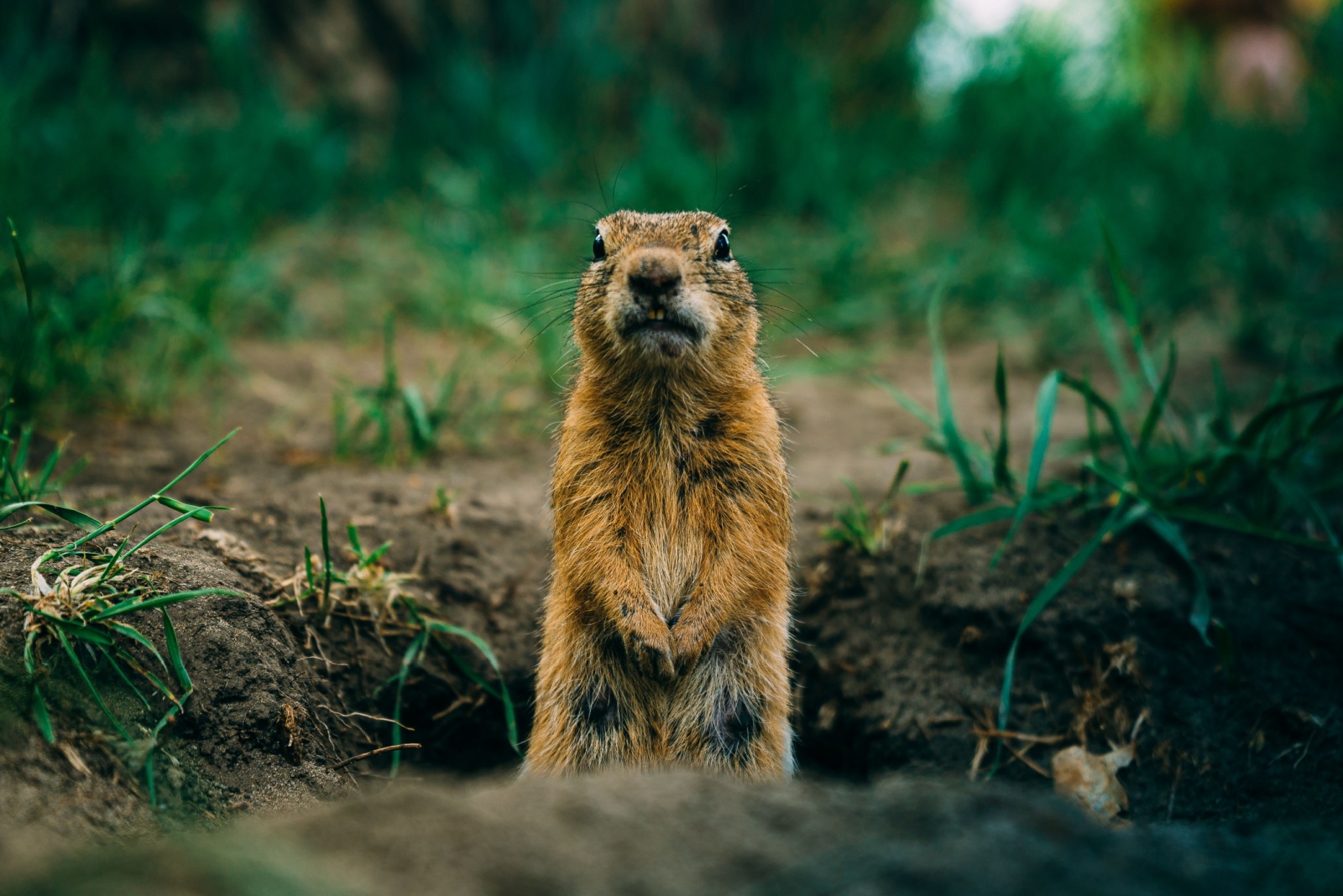 9 Natural Ways Ohio Gardeners Can Stop Gophers From Ruining Their Yards
