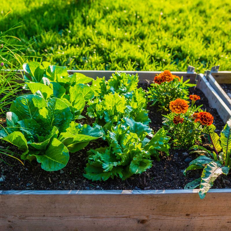 Plant Gopher-Repelling Flowers And Herbs