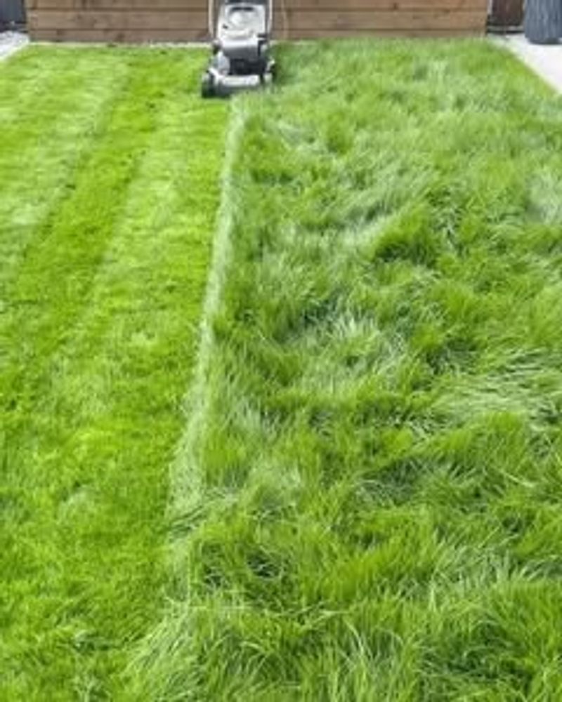 Raise Your Mower Blade Height