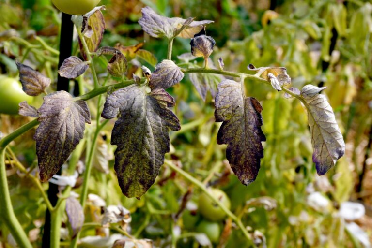 Tomato leaves with purple and burgundy spots