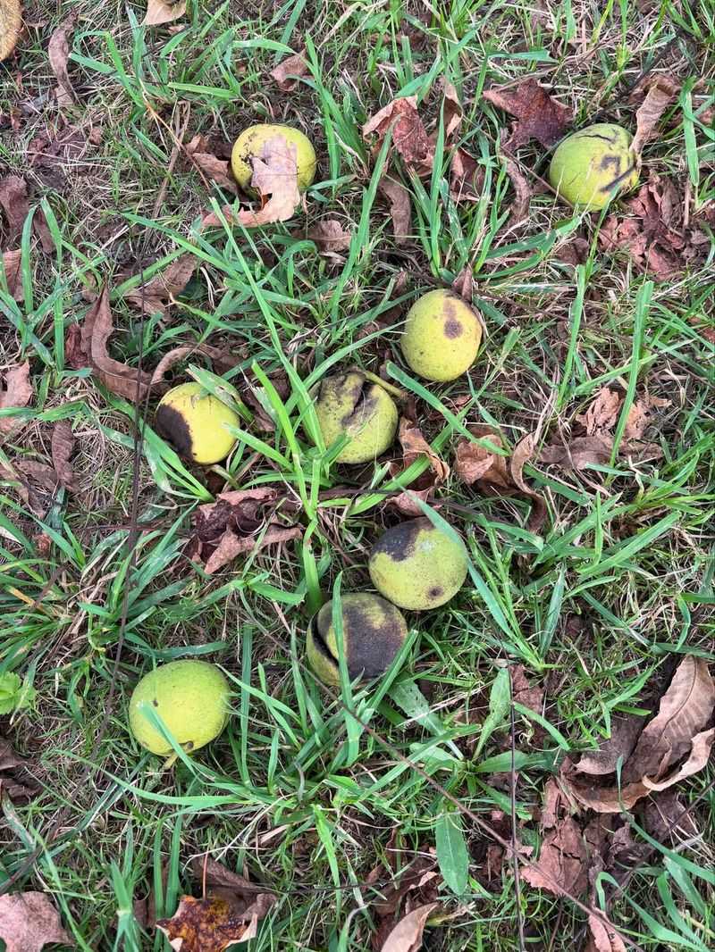 Under Black Walnut Trees