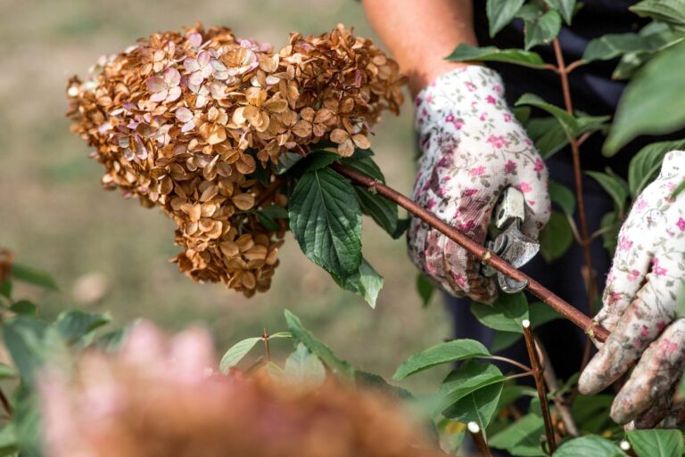 Pruning hydrangea bushes