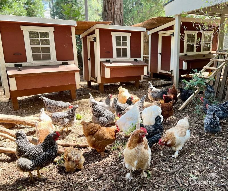 Backyard Chickens And Coops