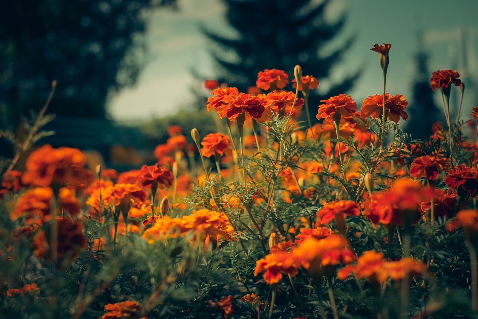 9 Powerful Plants Maryland Homeowners Use To Naturally Keep Rats Away