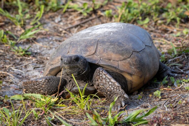 Gopher Tortoise