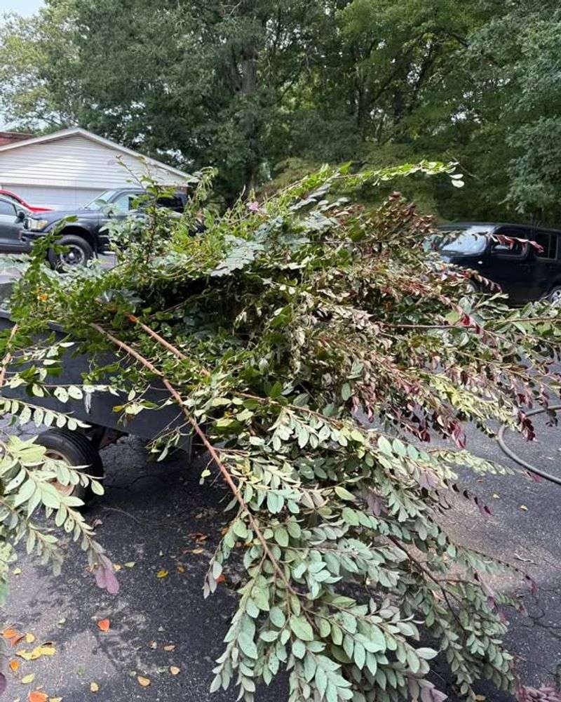 Trim Back Overgrown Shrubs And Bushes