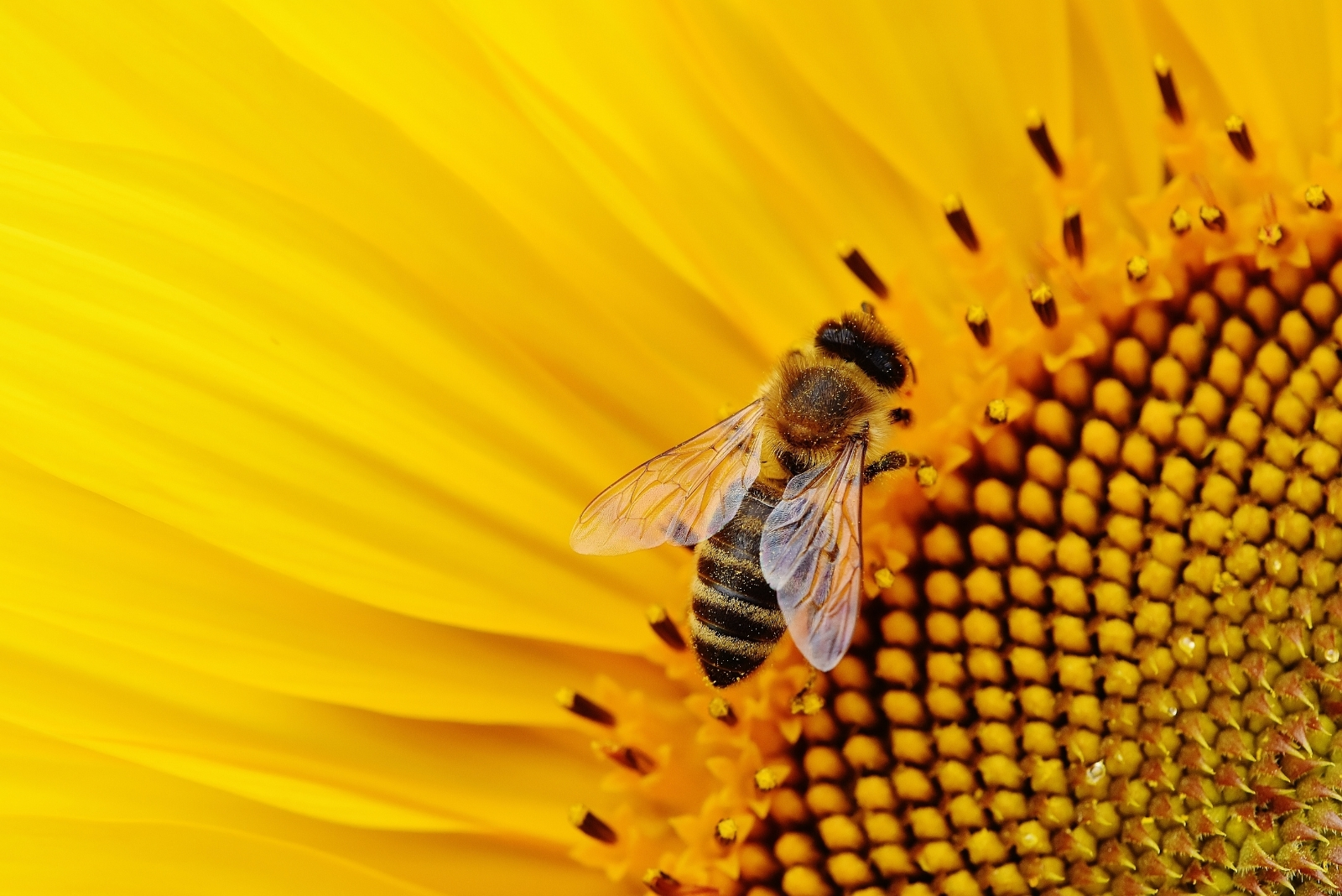 9 Reasons Bees Are Vanishing From Maryland Gardens