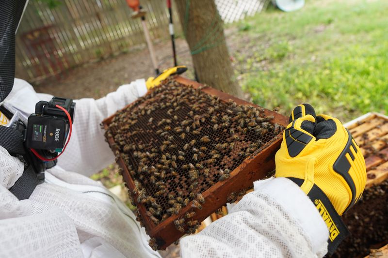 Pesticide Use Is Harming Pollinators