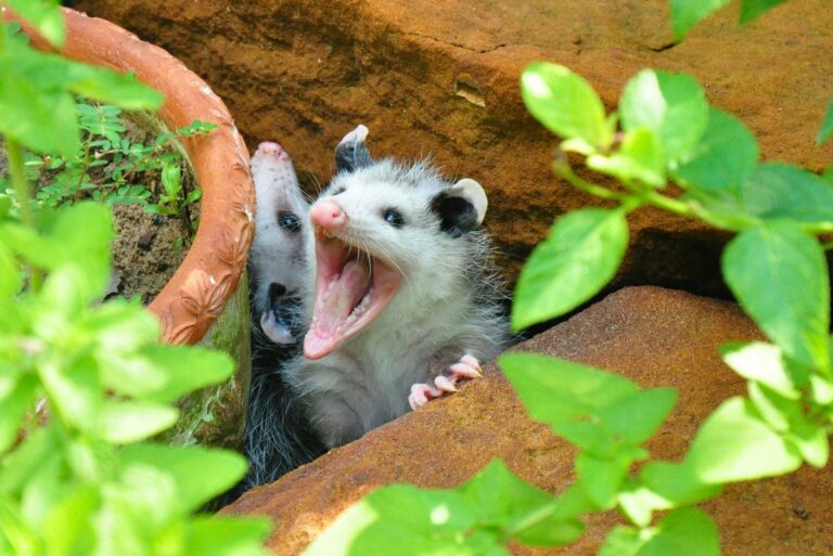Baby Possum Yawning