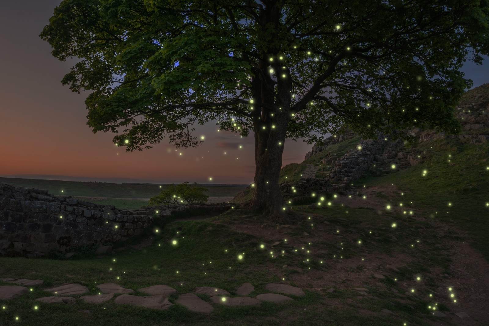 fireflies (featured image)